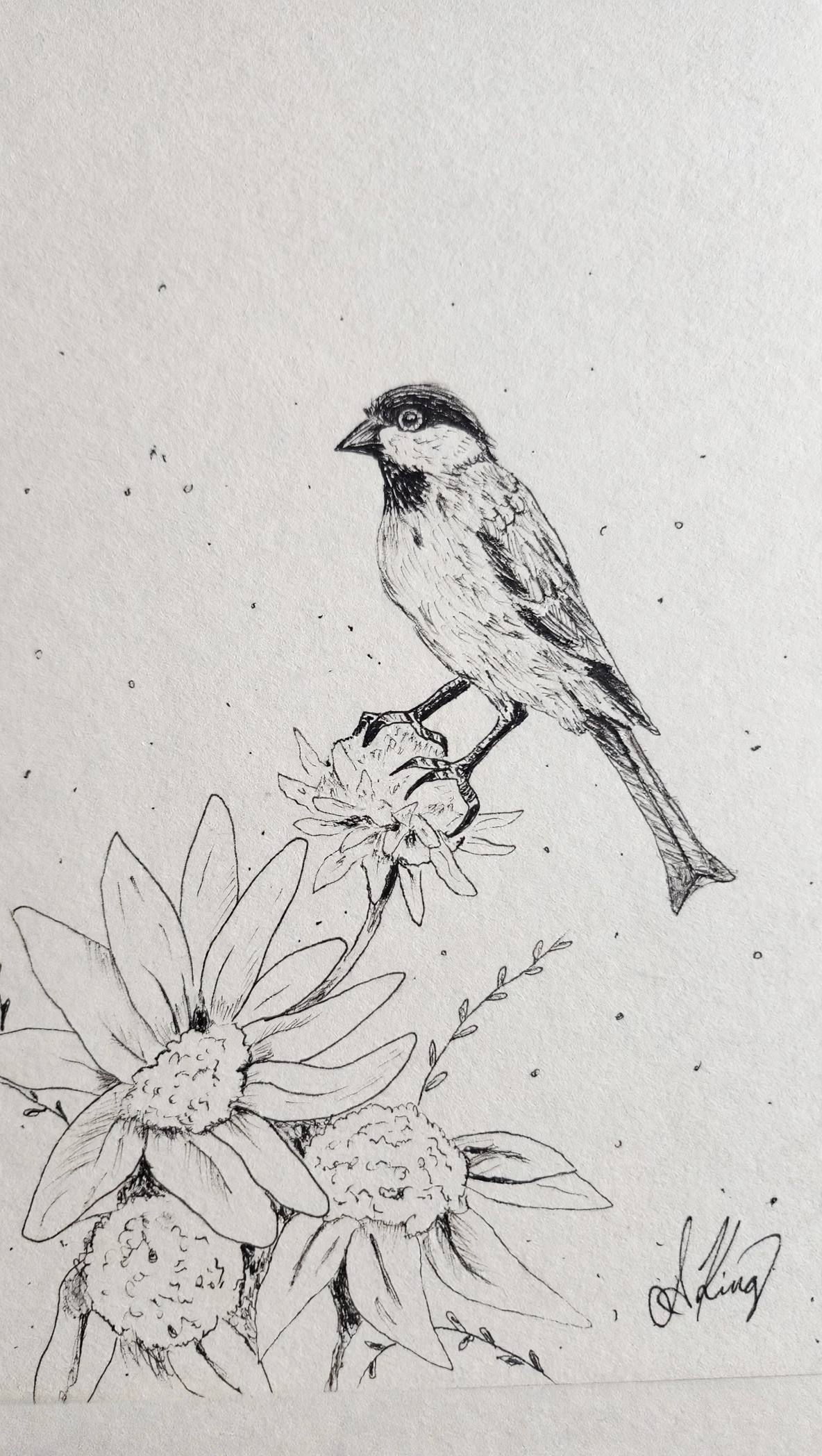 Sparrow — Ink