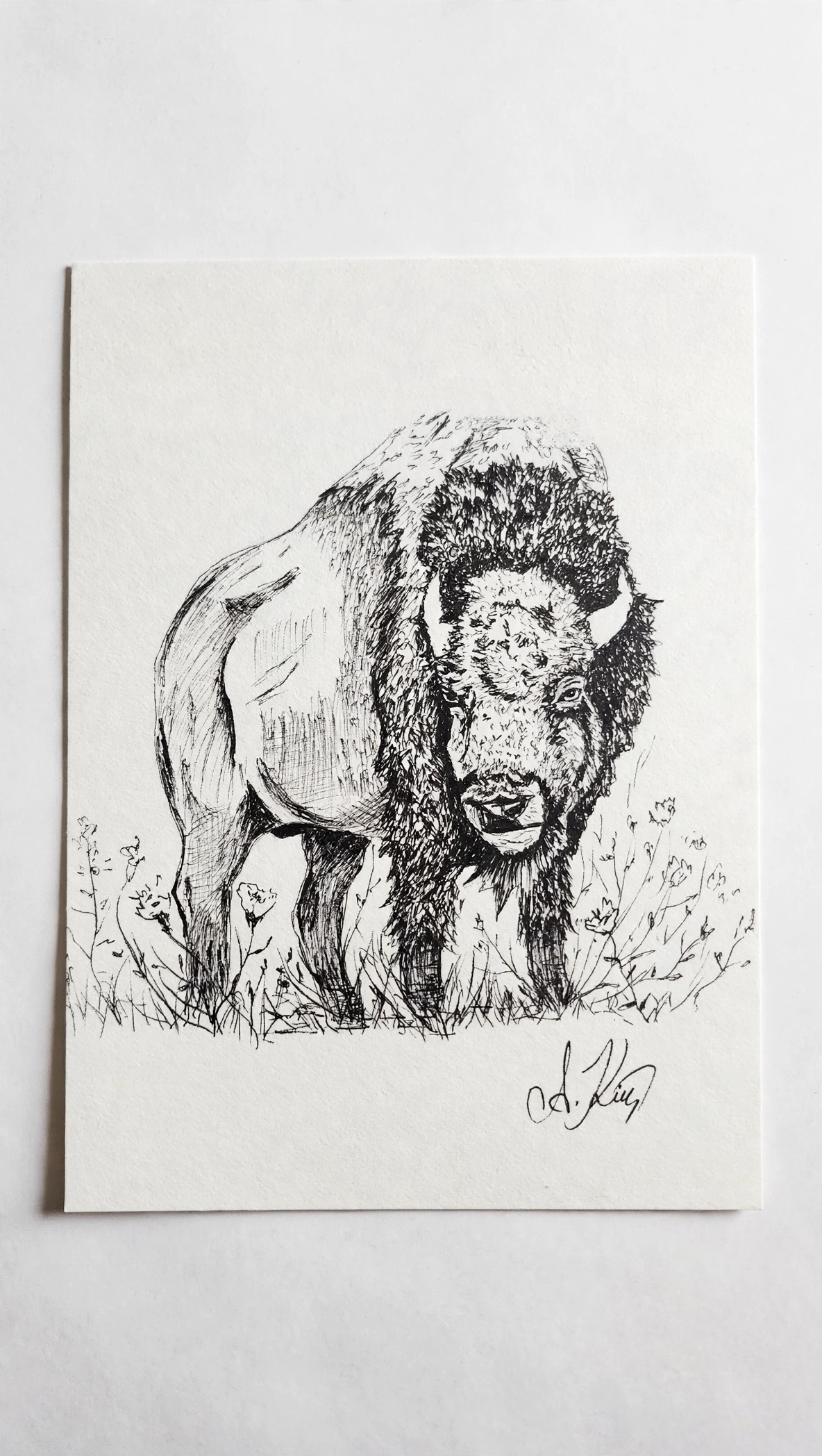 Bison — Ink pen