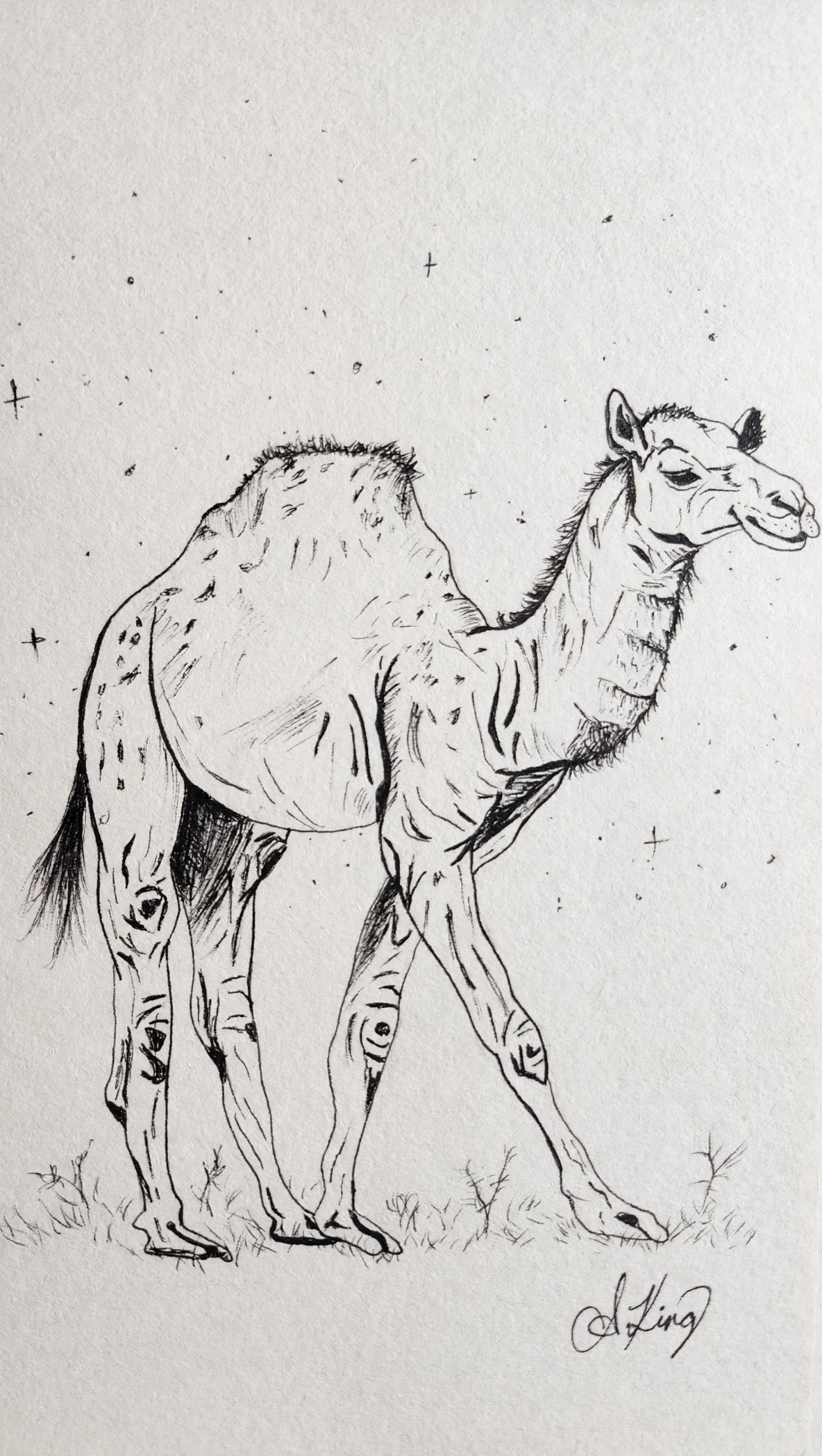 Camel — Ink