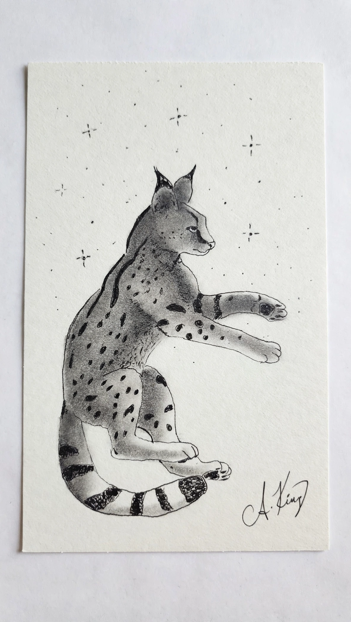 Caracal — Ink Pen & Pencil