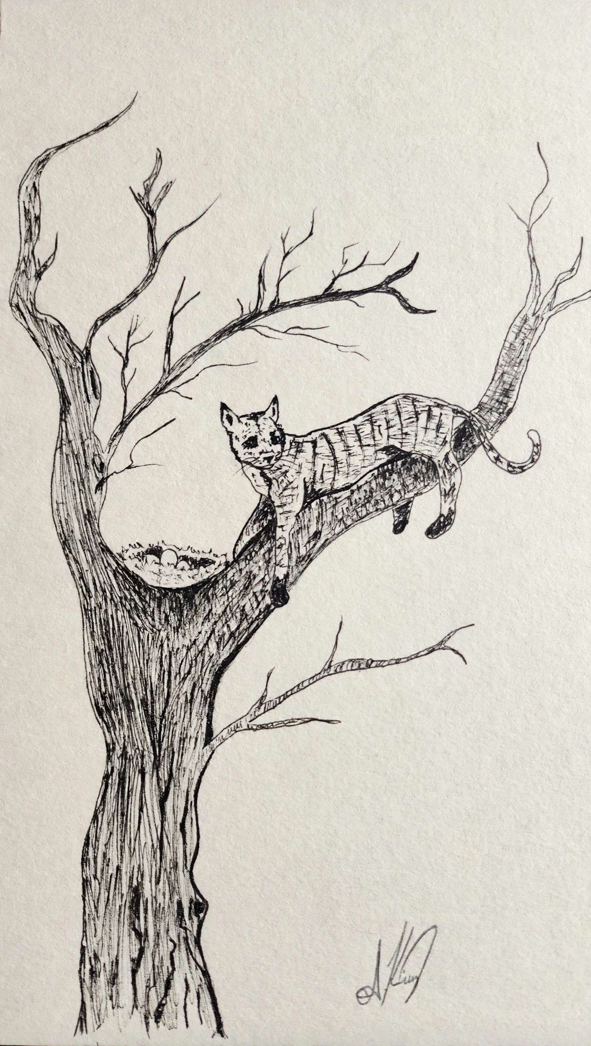 Resting Cat — Ink