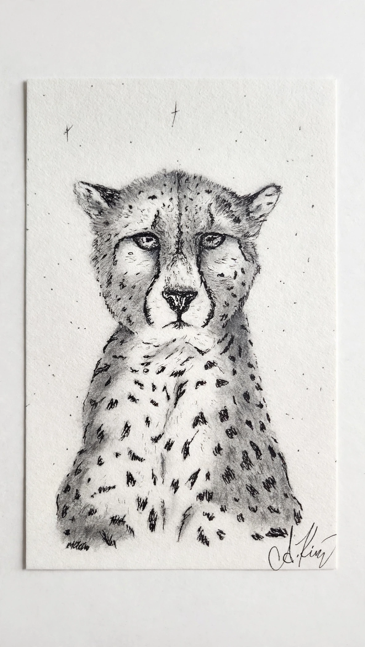 Cheetah — Ink Pen & Pencil