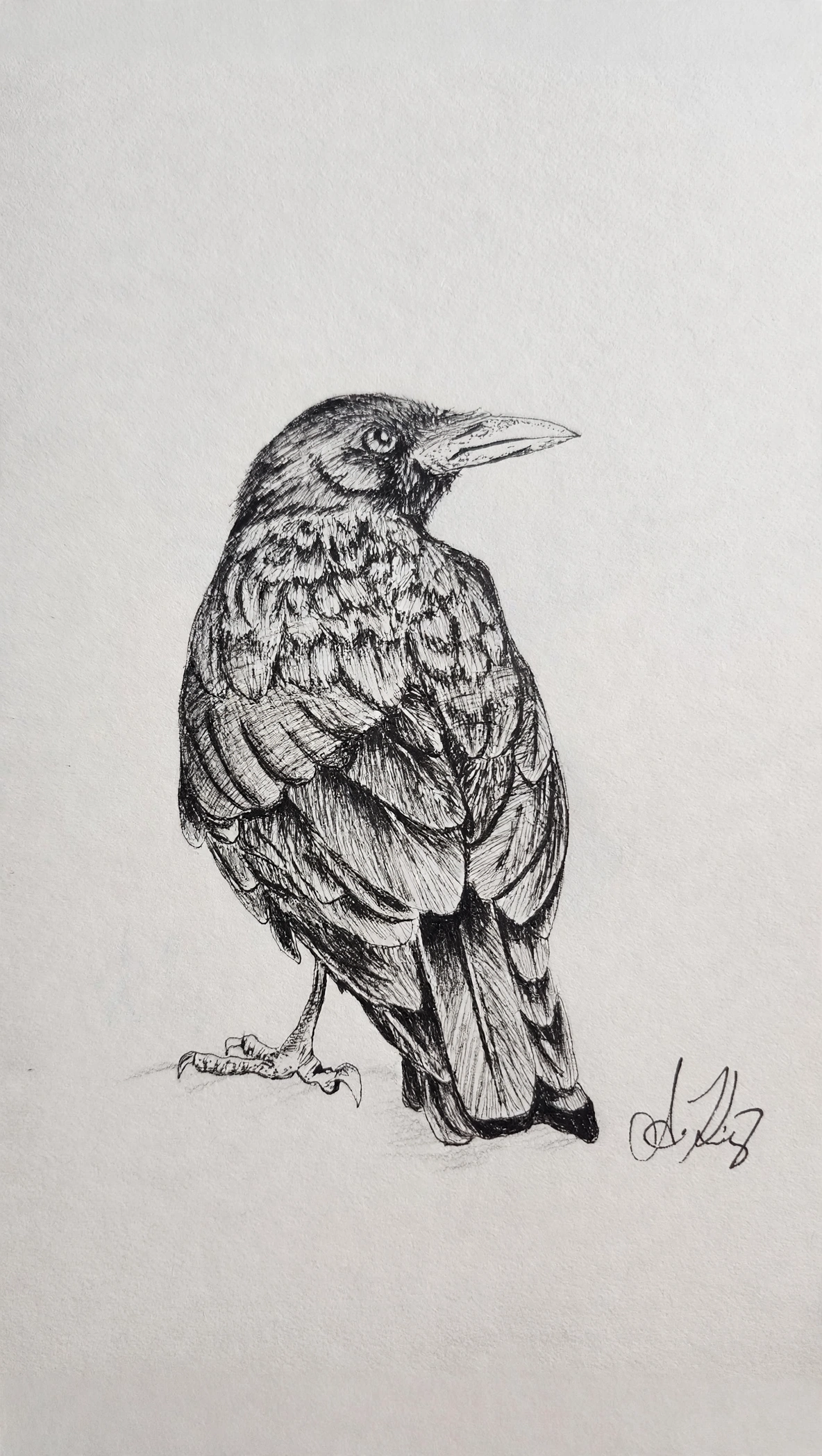 Raven — Ink pen
