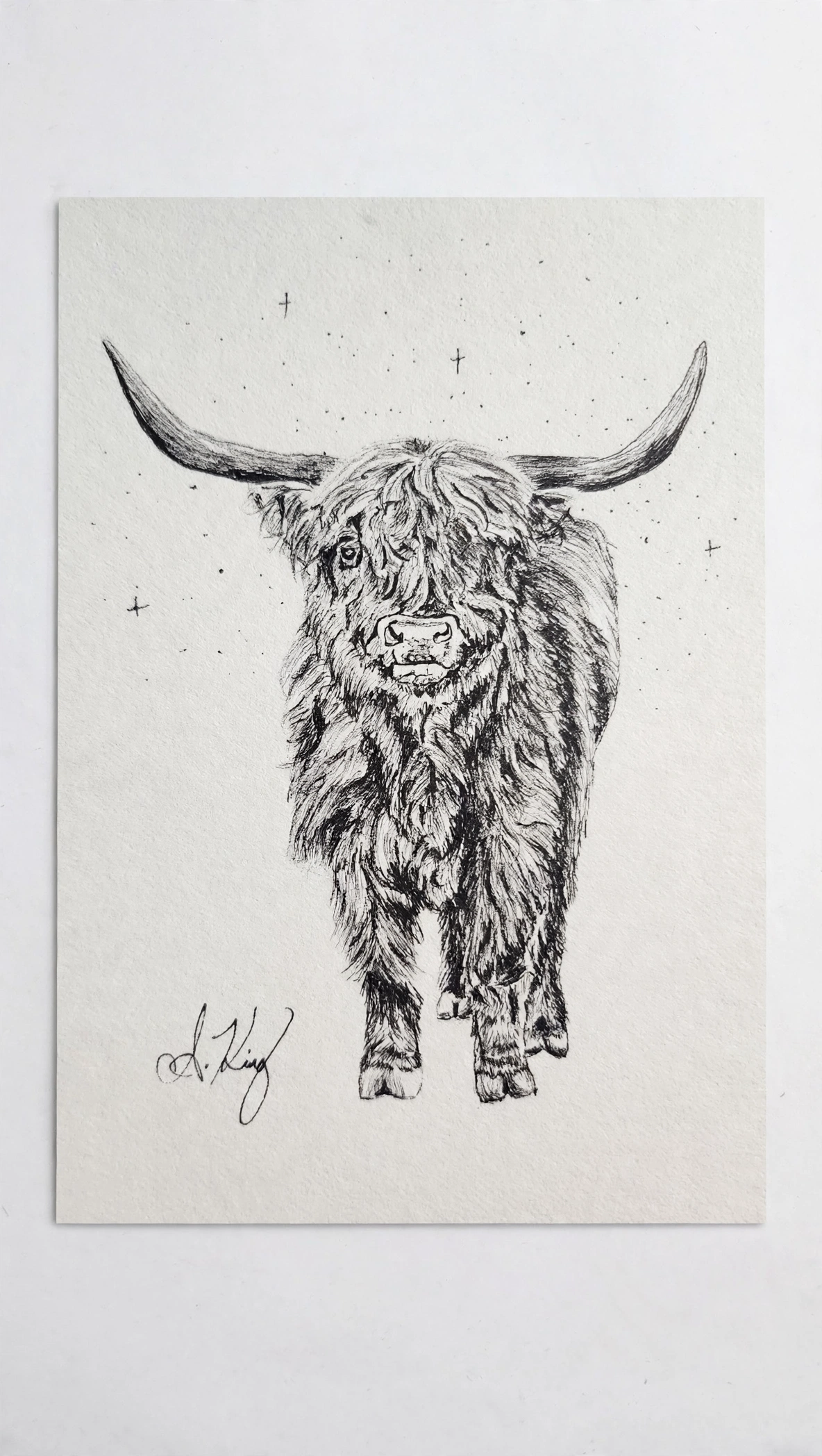 Highland Cow — Ink pen