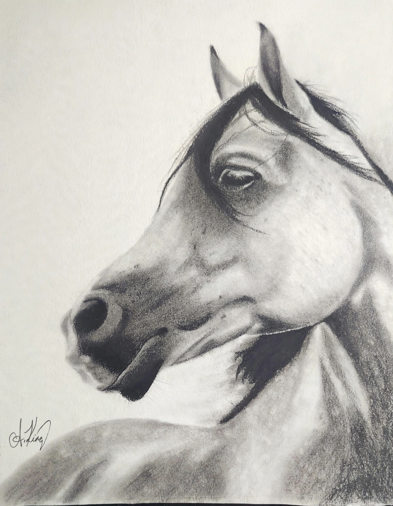 Arabian — Charcoal