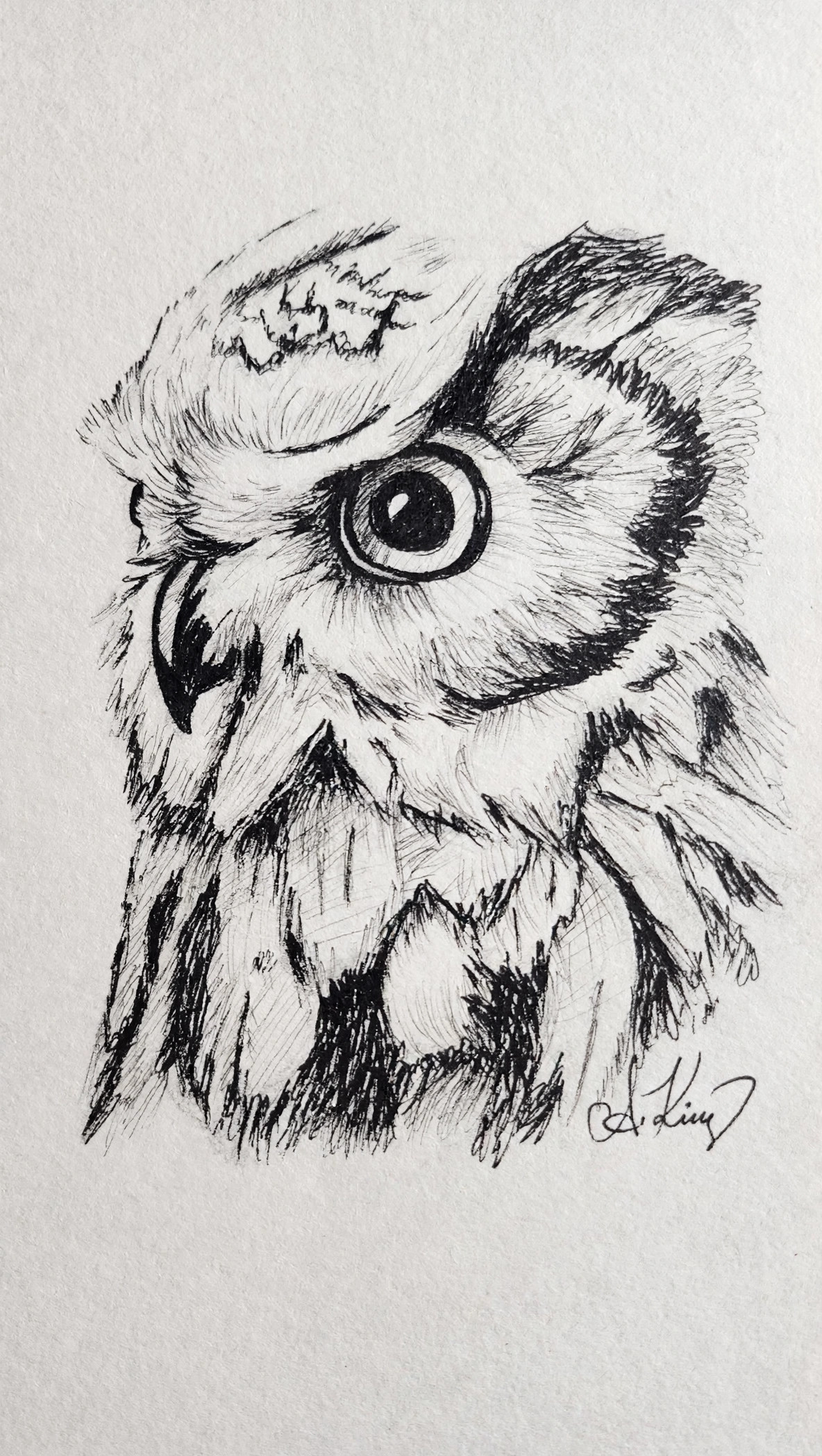 Owl — Ink