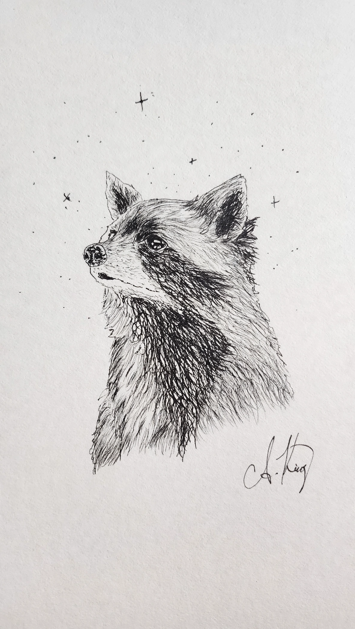 Raccoon — Ink pen