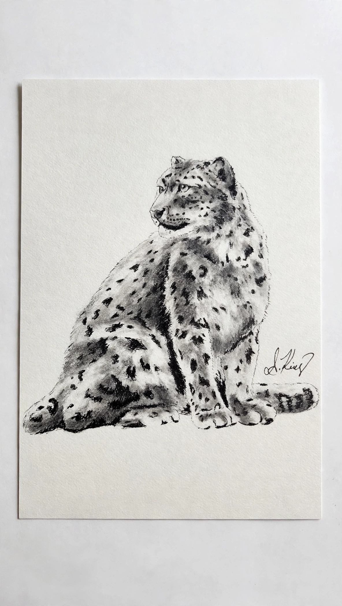 Snow Leopard — Ink Pen & Pencil