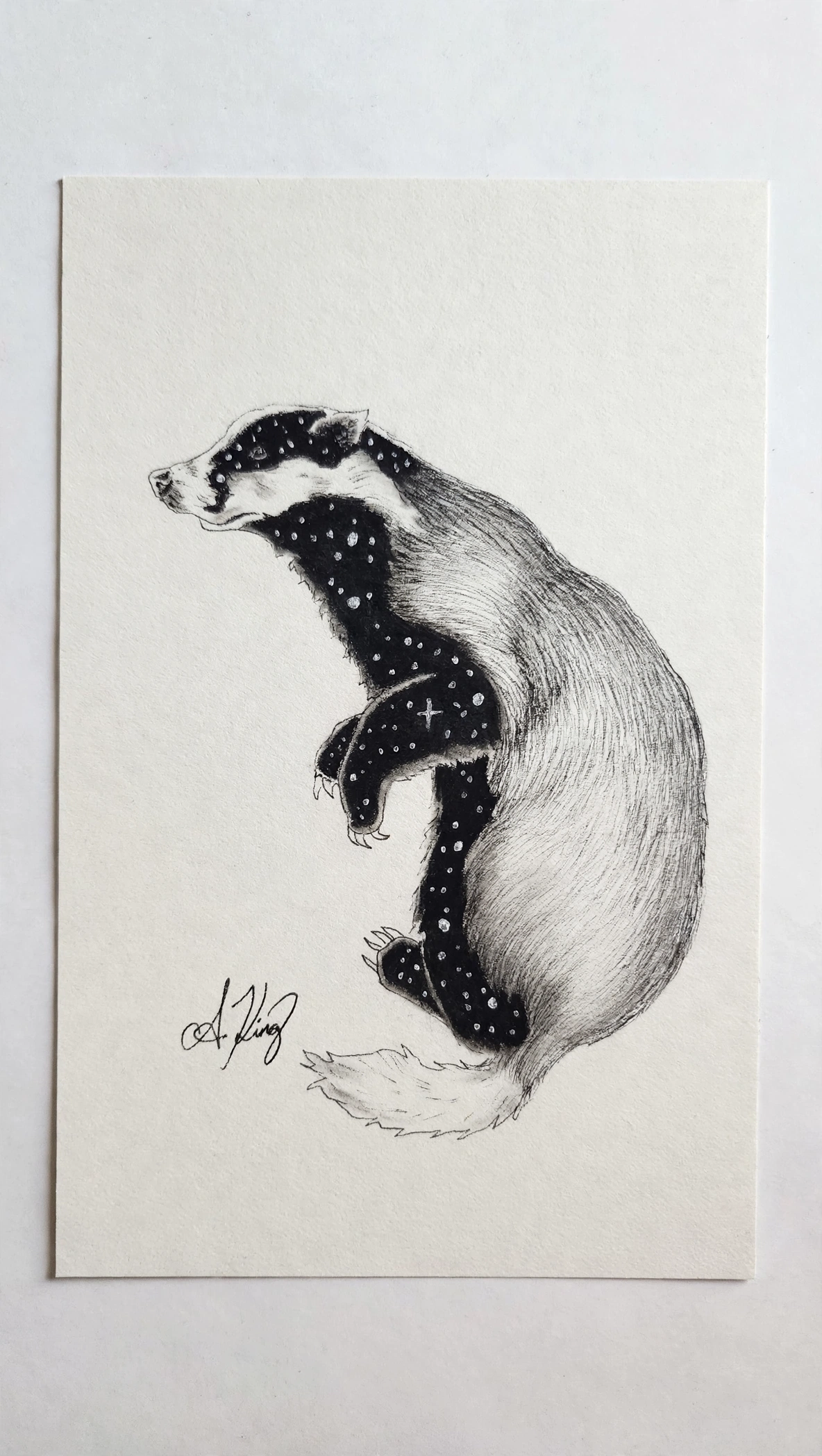 Starry Badger — Ink Pen & Charcoal