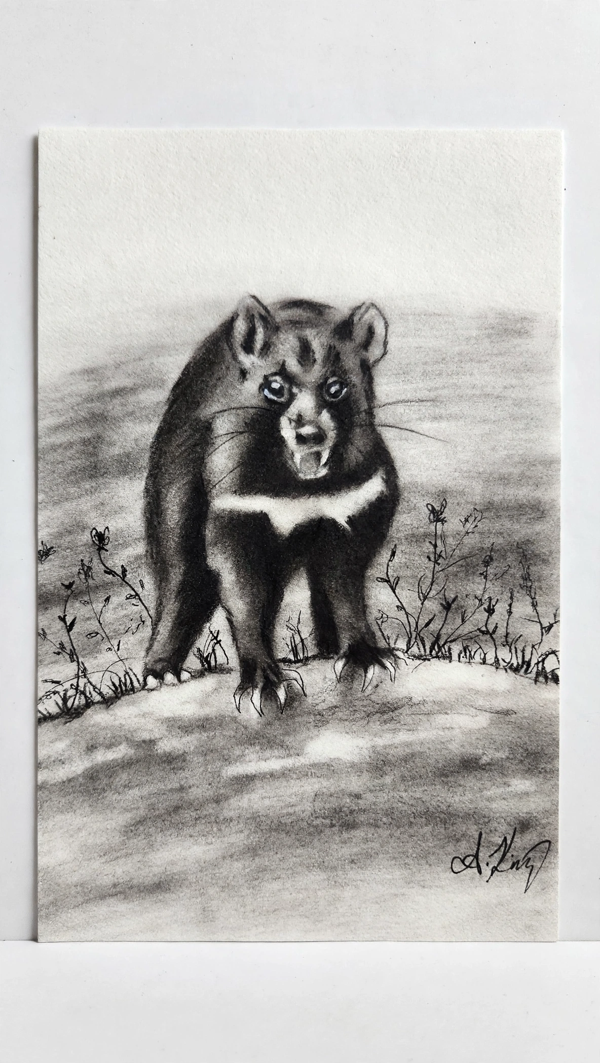 Tasmanian Devil — Charcoal