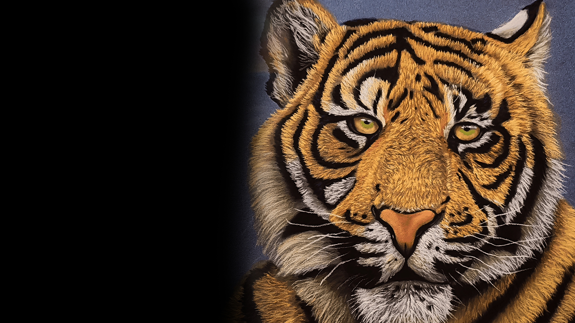 Tiger — Pastel pencils